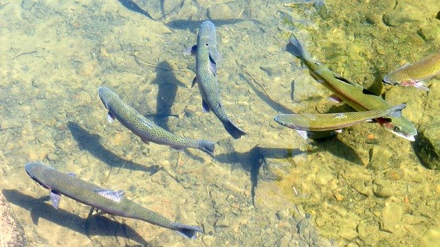 ますとサケの分類方法は国によって異なります