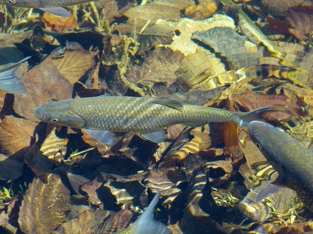 身近な川魚のマス類とは？