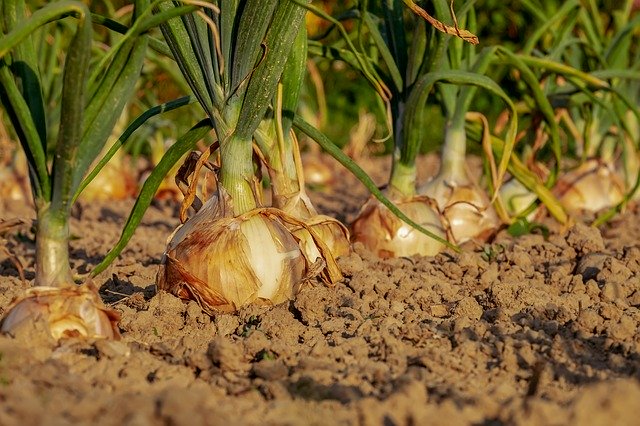 日本が輸入している世界の野菜量ランキング