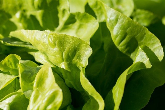 食感が良い野菜